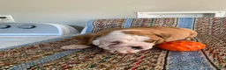 Beabull dogs for sale: Pork chop - Ad 3
