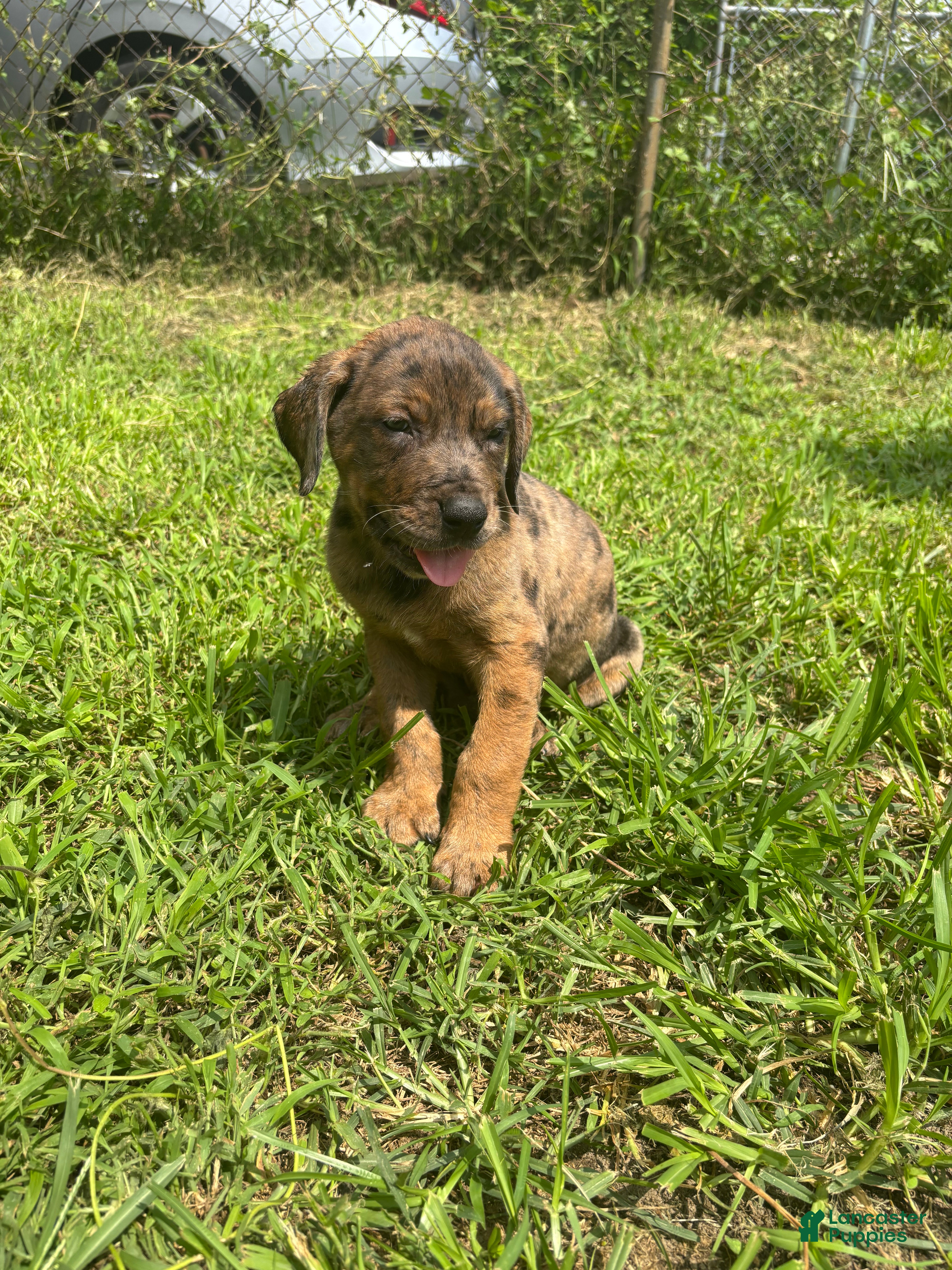 Mixed Breed dogs Boy 1 - Ad 40