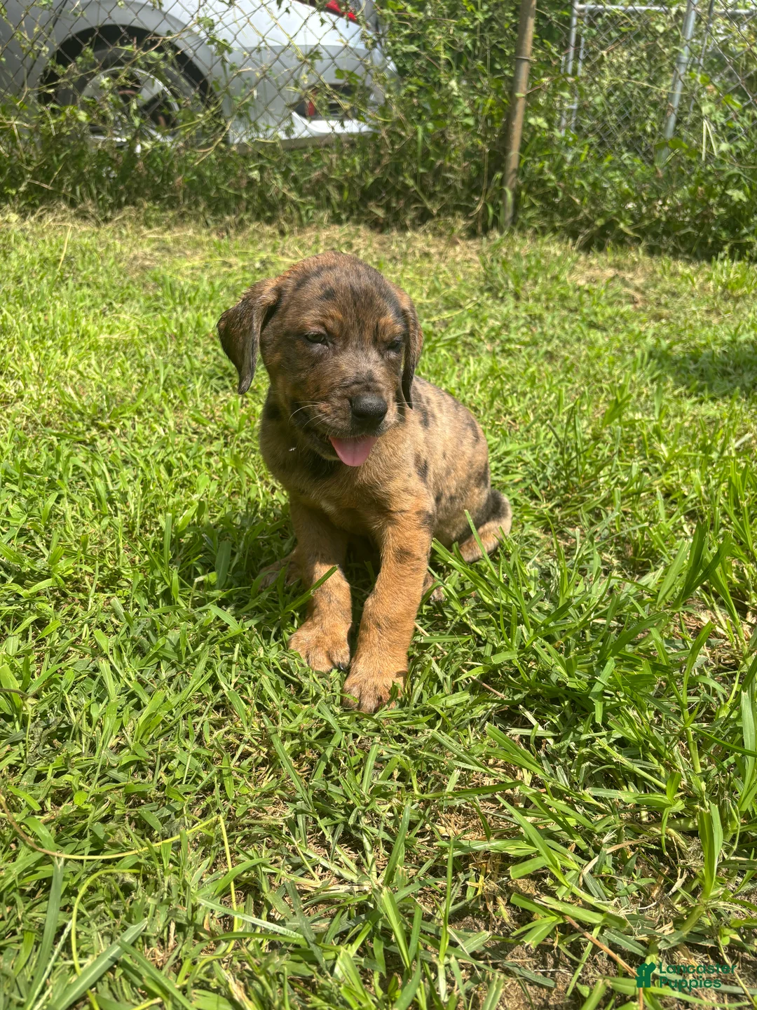 Mixed Breed dogs for sale: Boy 1 - Ad 1