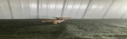 Chihuahua dogs for sale: Chihuahua Puppy 3 - Ad 5