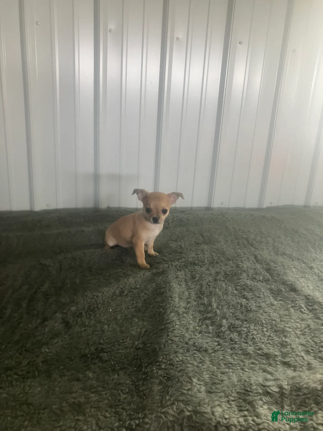 Chihuahua dogs for sale: Chihuahua Puppy 3 - Ad 5