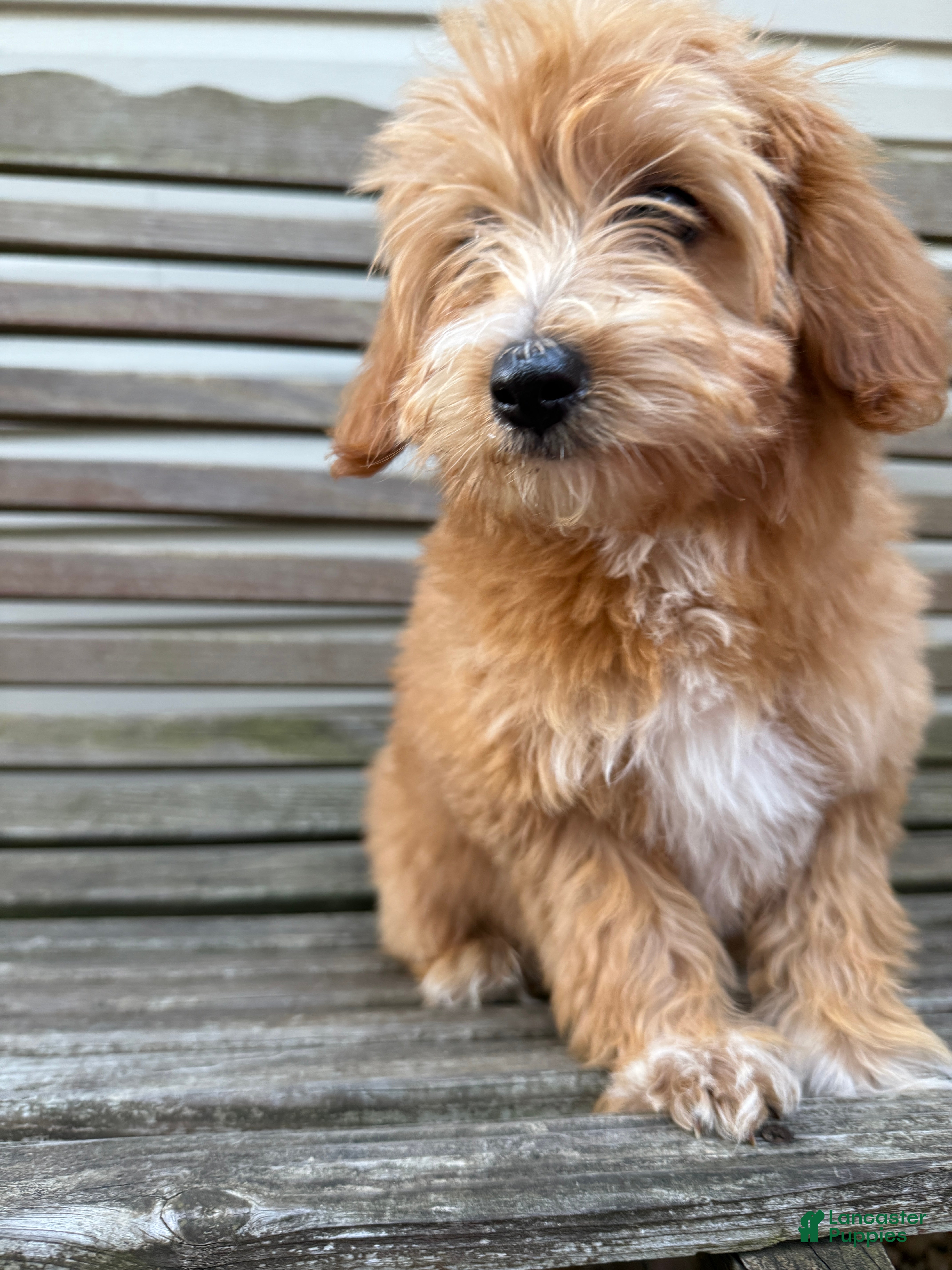 Eskipoo dogs Lindsey - Ad 1