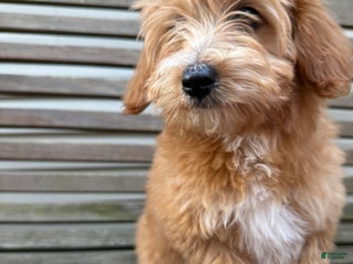 Eskipoo dogs Lindsey - Ad 2