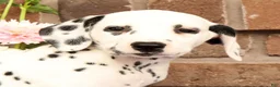 Dalmatian dogs for sale: Fran - Ad 9