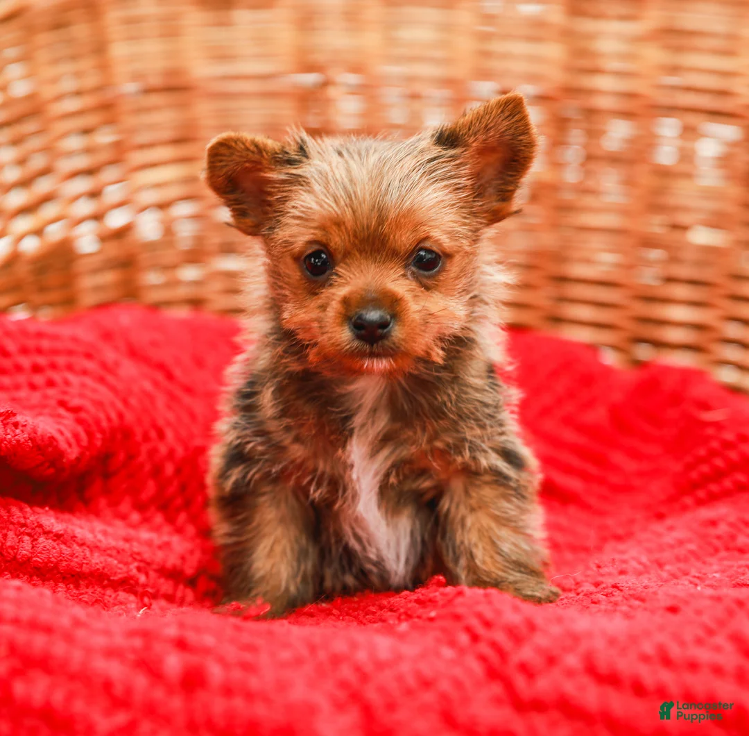 Yorkshire Terrier dogs for sale: Girly (Extra Small) - Ad 1