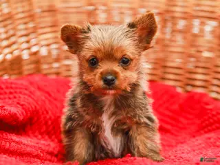 Yorkshire Terrier dogs Girly (Extra Small) - Ad 19