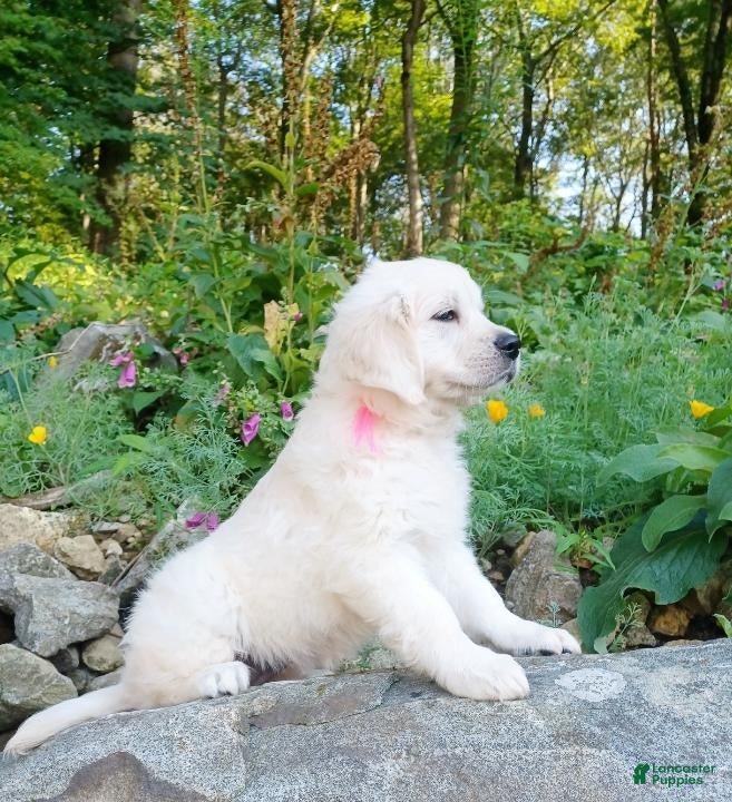 Golden Retriever dogs Golden Retriever 2 - Ad 3