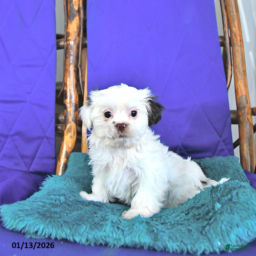 Shih Tzu dogs for sale: Fern - Ad 1