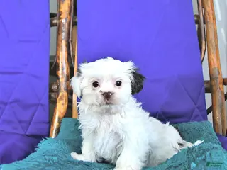 Shih Tzu dogs Fern - Ad 42