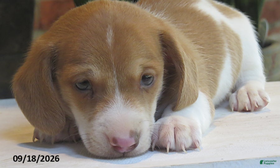 Miniature Dachshund dogs Smores - Ad 2