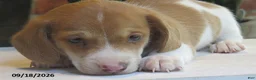 Miniature Dachshund dogs for sale: Smores - Ad 2
