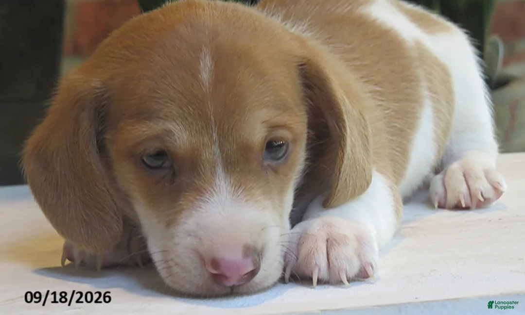 Miniature Dachshund dogs for sale: Smores - Ad 2