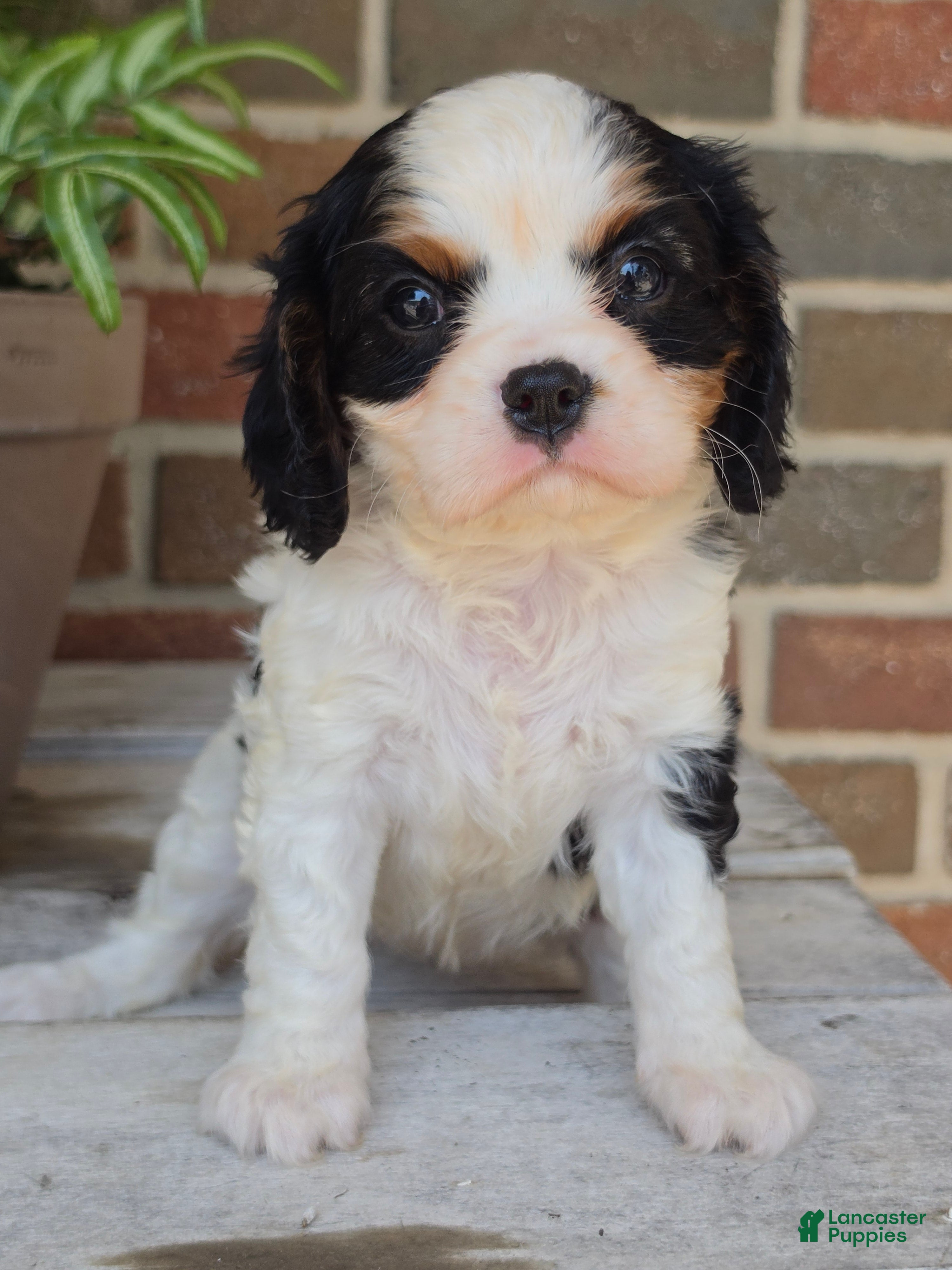 Cavalier King Charles Spaniel dogs Cavalier King Charles Spaniel 1 - Ad 1