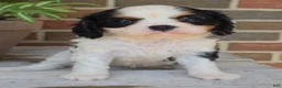 Cavalier King Charles Spaniel dogs for sale: Cavalier King Charles Spaniel 1 - Ad 1