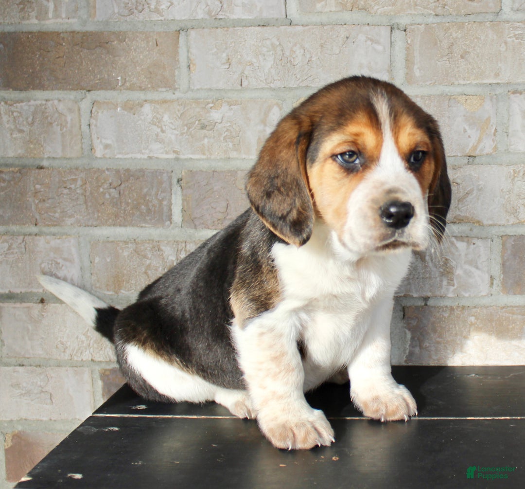 Beagle dogs for sale: Peanut - Ad 4