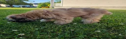 Soft Coated Wheaten Terrier dogs for sale: Teddy  - Ad 4