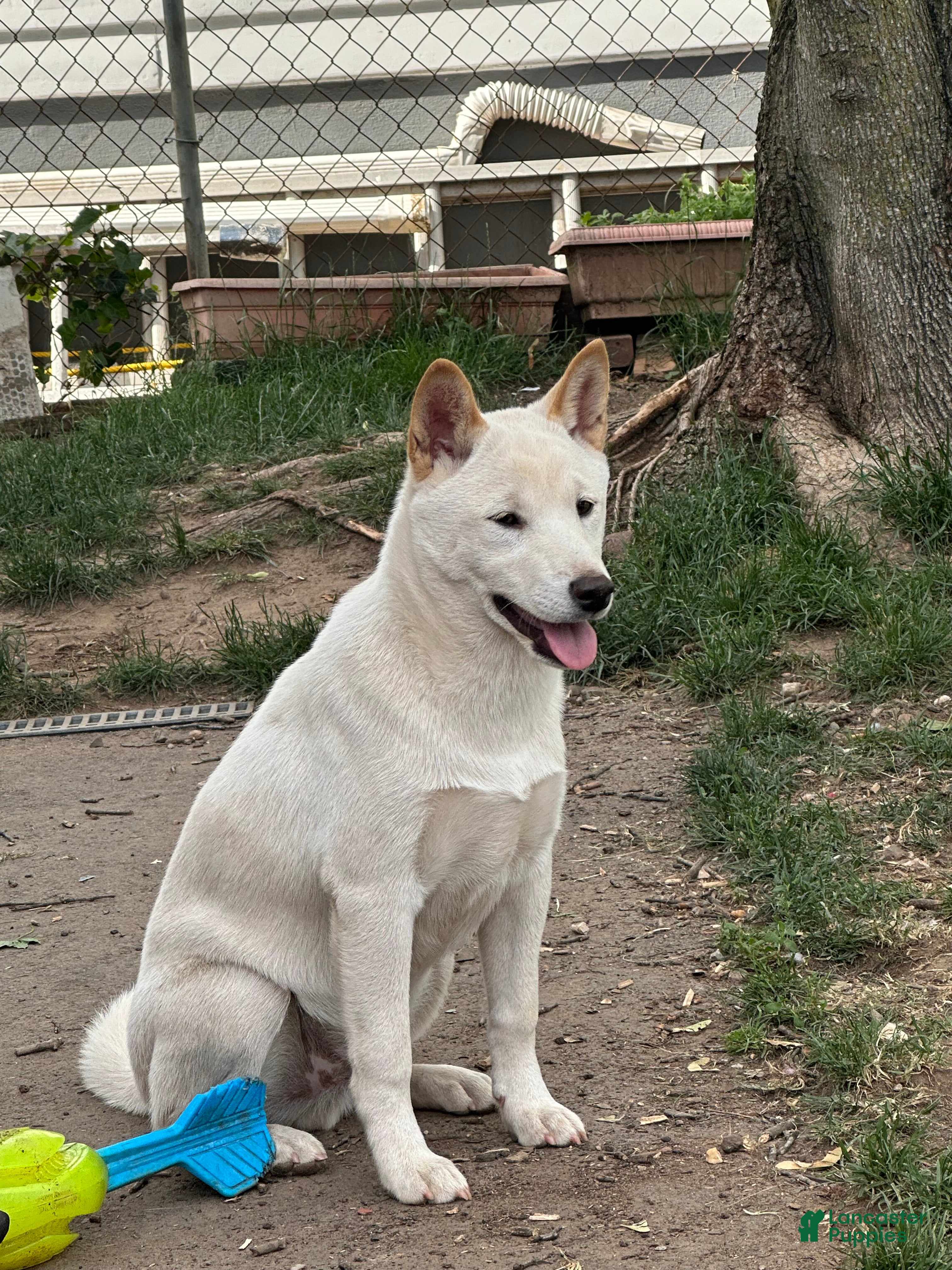 Shiba Inu dogs Ceaser - Ad 1