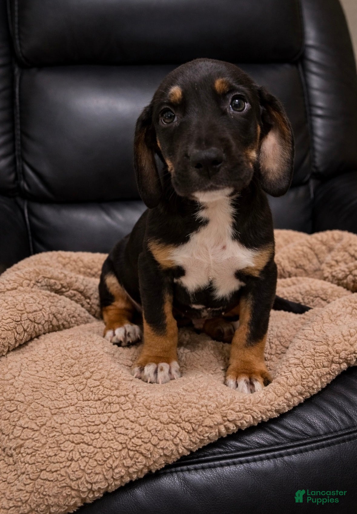 Mixed Breed dogs Bluey  - Ad 5