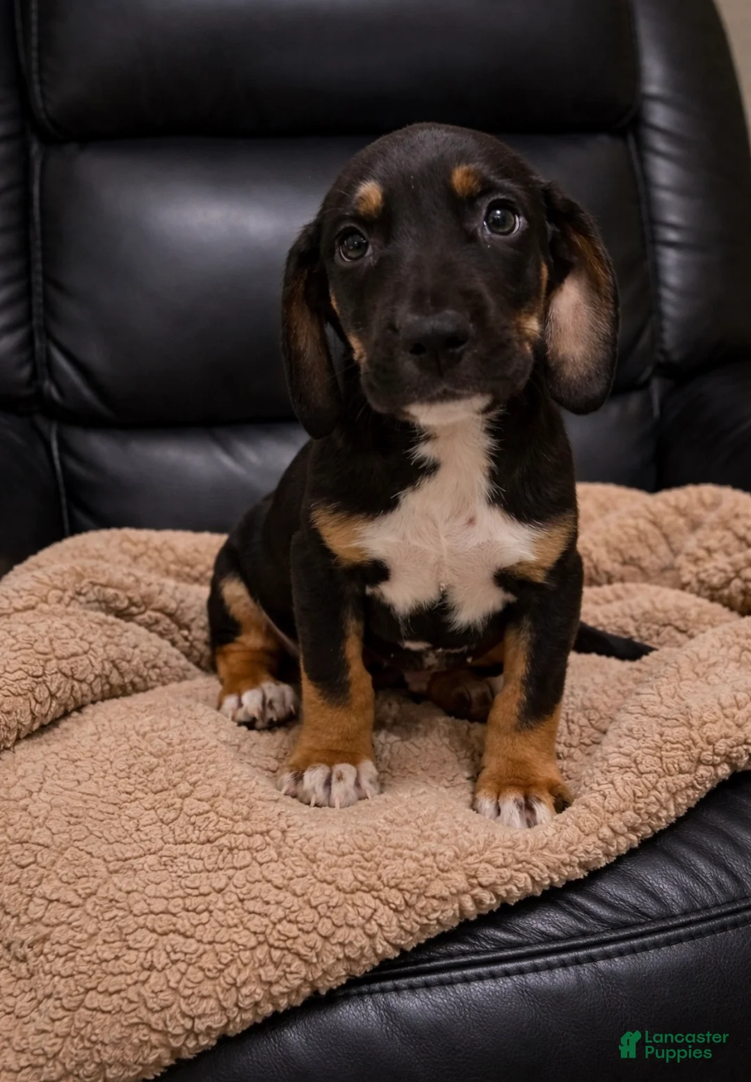 Mixed Breed dogs for sale: Bluey  - Ad 1