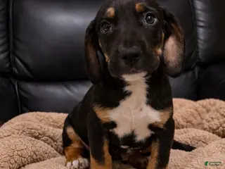 Mixed Breed dogs Bluey - Ad 5