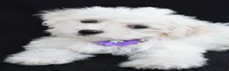 Maltese dogs for sale: Angie - Ad 3