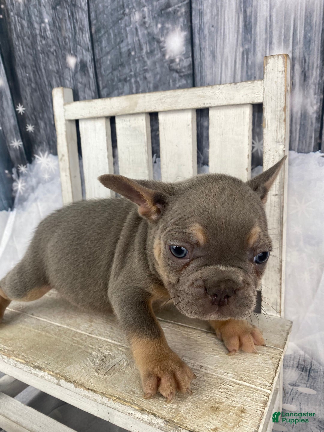 French Bulldog dogs for sale: Jasper - Ad 8