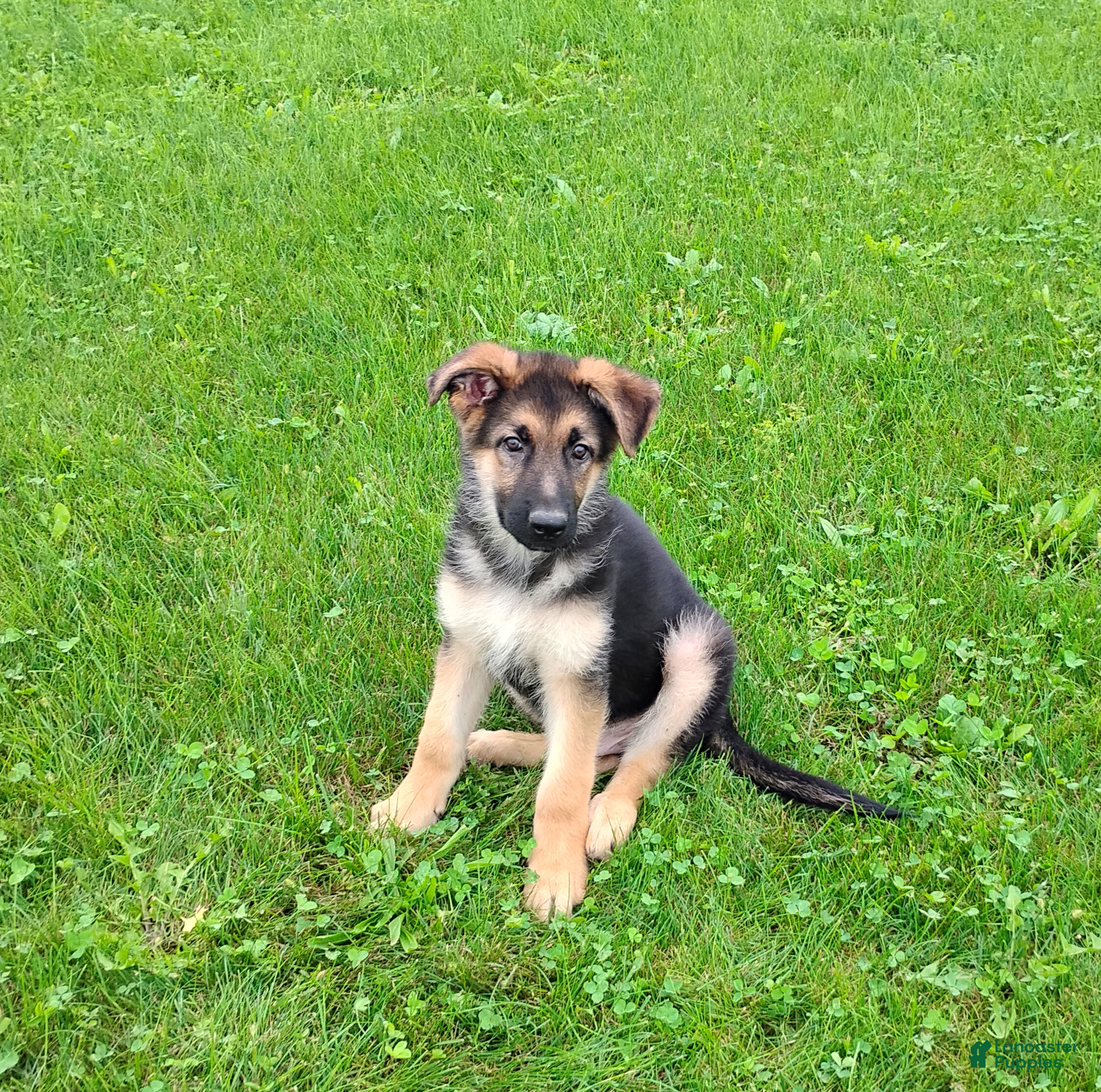 Wrangler, German Shepherd