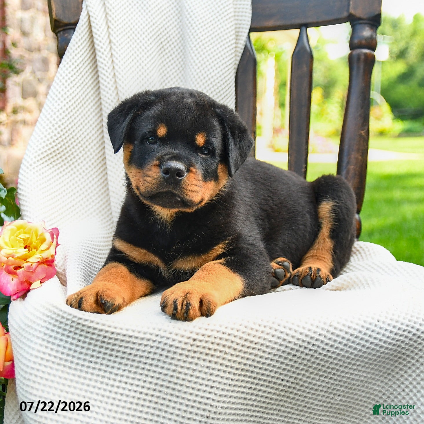 Rottweiler dogs Tank - Ad 2