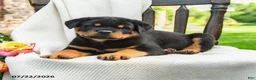 Rottweiler dogs for sale: Tank - Ad 2