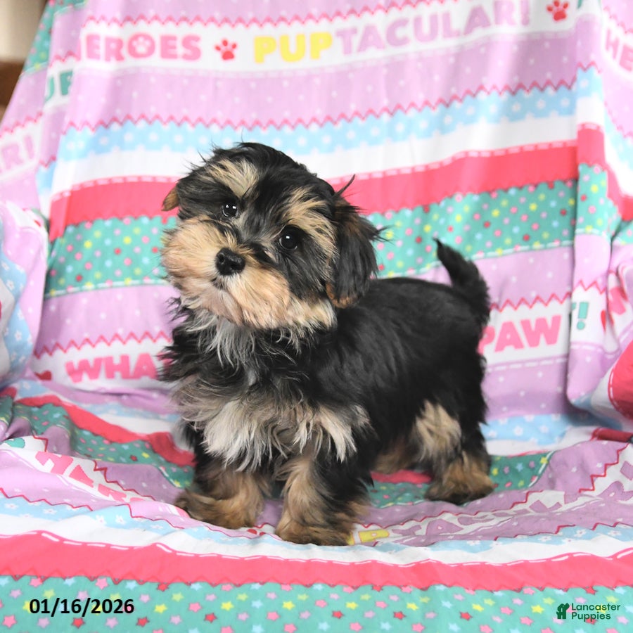 Maltese dogs Max - Ad 4