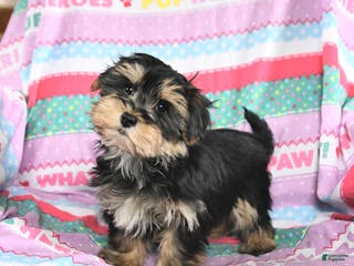 Maltese dogs Max - Ad 18