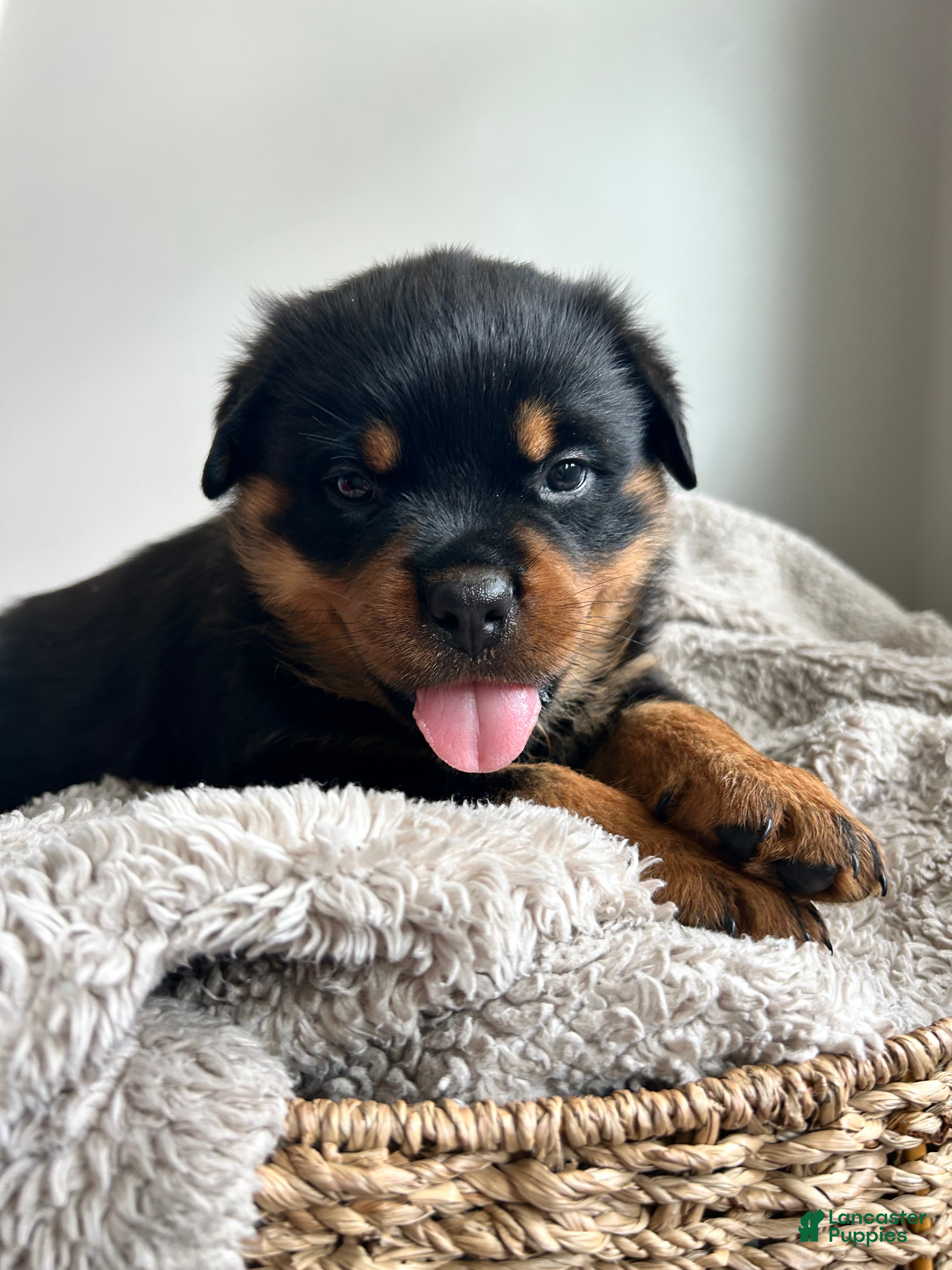 Rottweiler dogs Maple - Ad 2