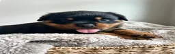 Rottweiler dogs for sale: Maple - Ad 2