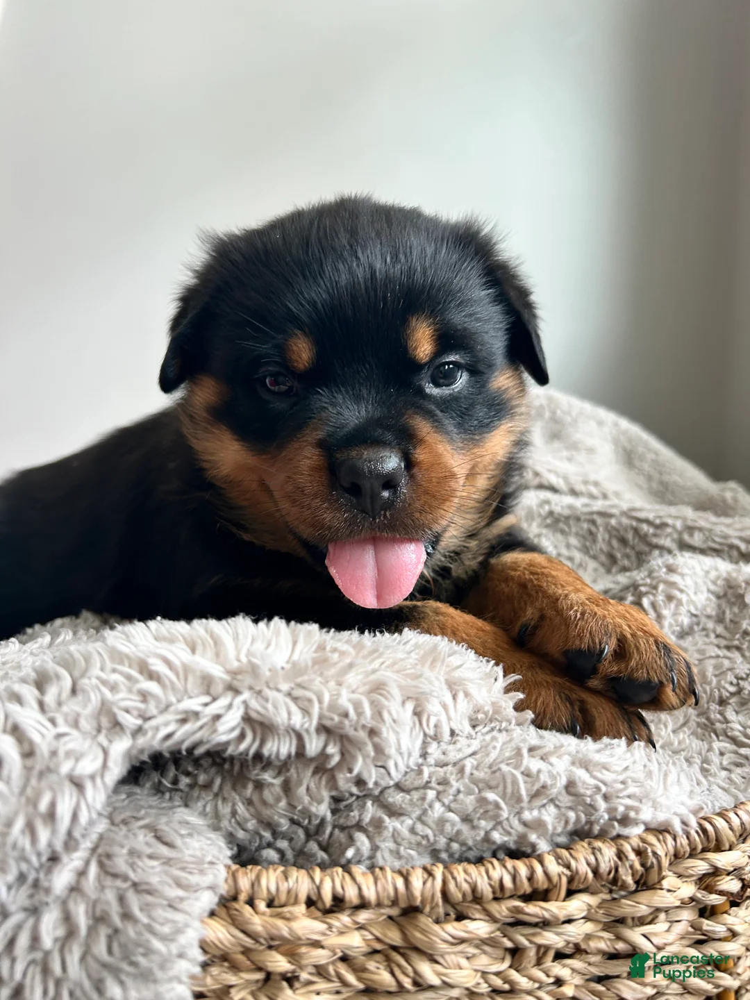 Rottweiler dogs for sale: Maple - Ad 2