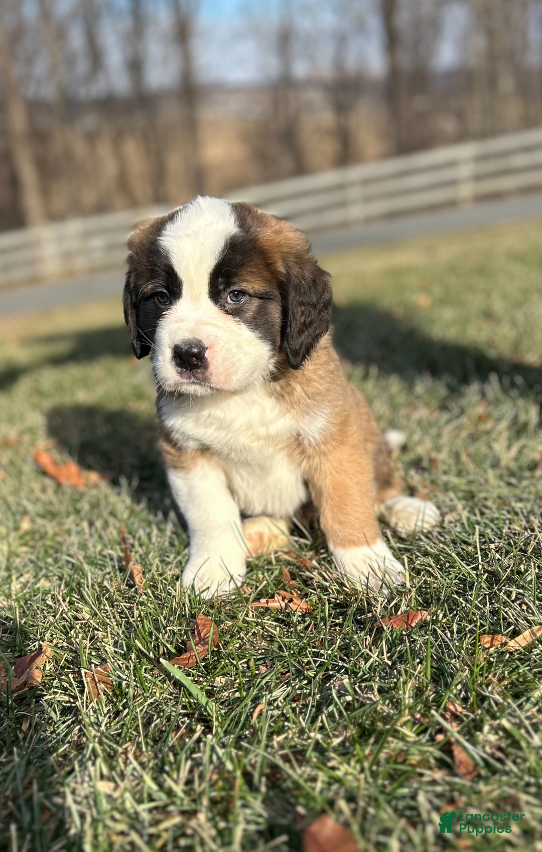 Saint Bernard dogs for sale: Whiskey - Ad 3