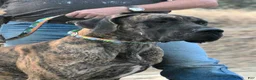 Great Dane dogs for sale: Bellows - Ad 11
