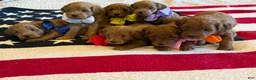 Mini Goldendoodle dogs for sale: Mini Goldendoodle 3 - Ad 8