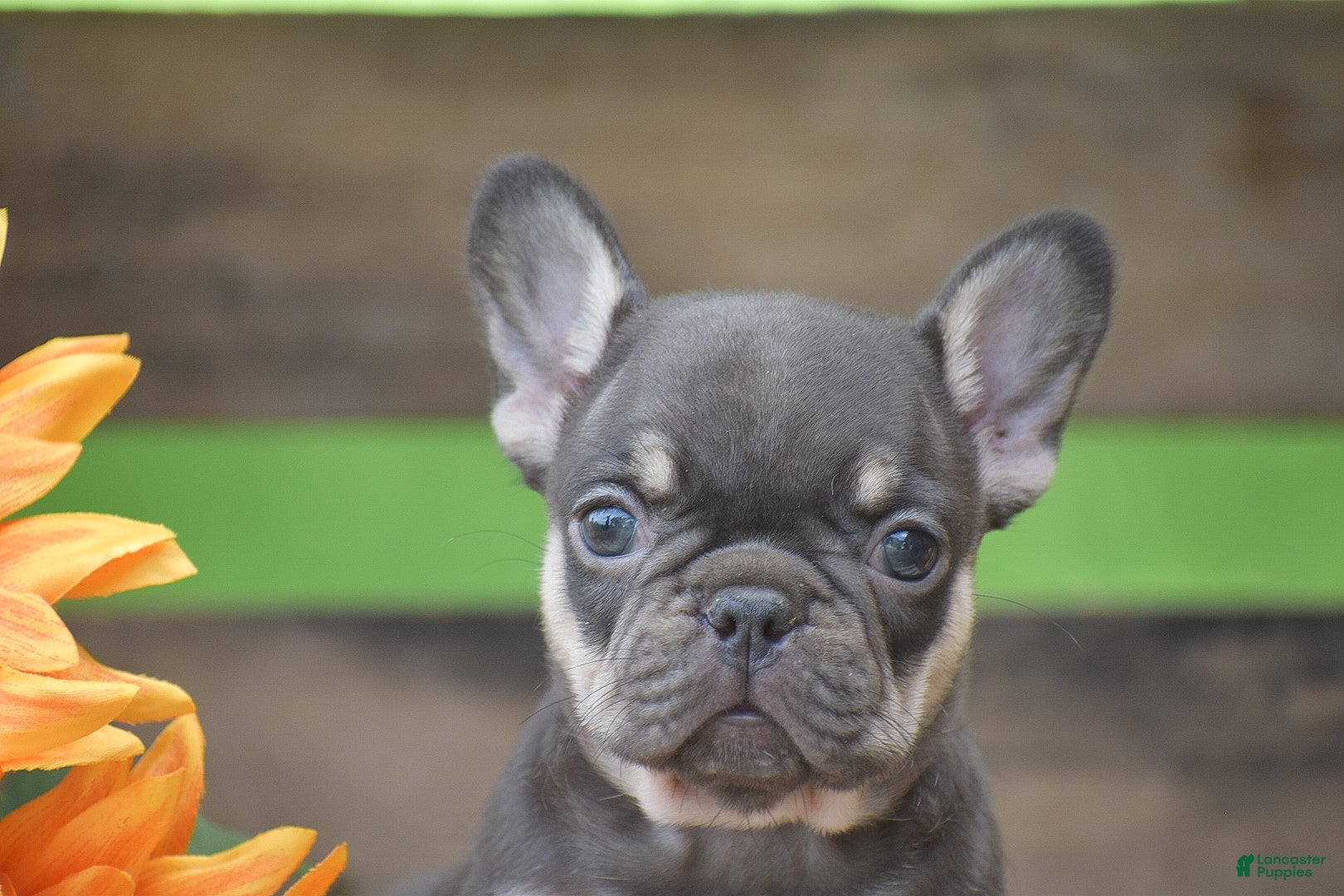 French Bulldog dogs Penny - Ad 2