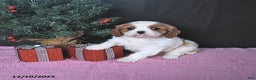 Cavalier King Charles Spaniel dogs for sale: Ellie CHAMPION BLOODLINES - Ad 4