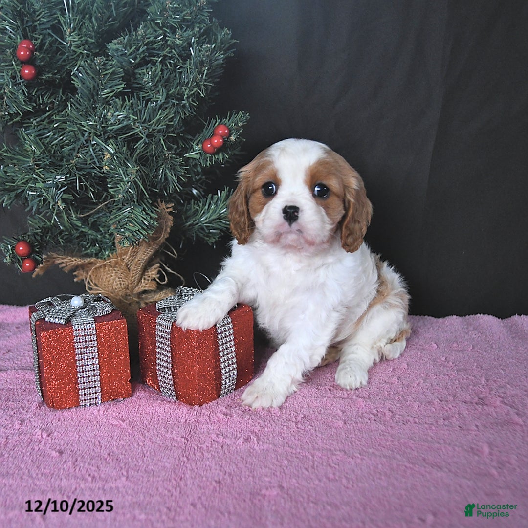 Cavalier King Charles Spaniel dogs for sale: Ellie CHAMPION BLOODLINES - Ad 4