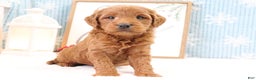 Mini Goldendoodle dogs for sale: Trevor - Ad 1