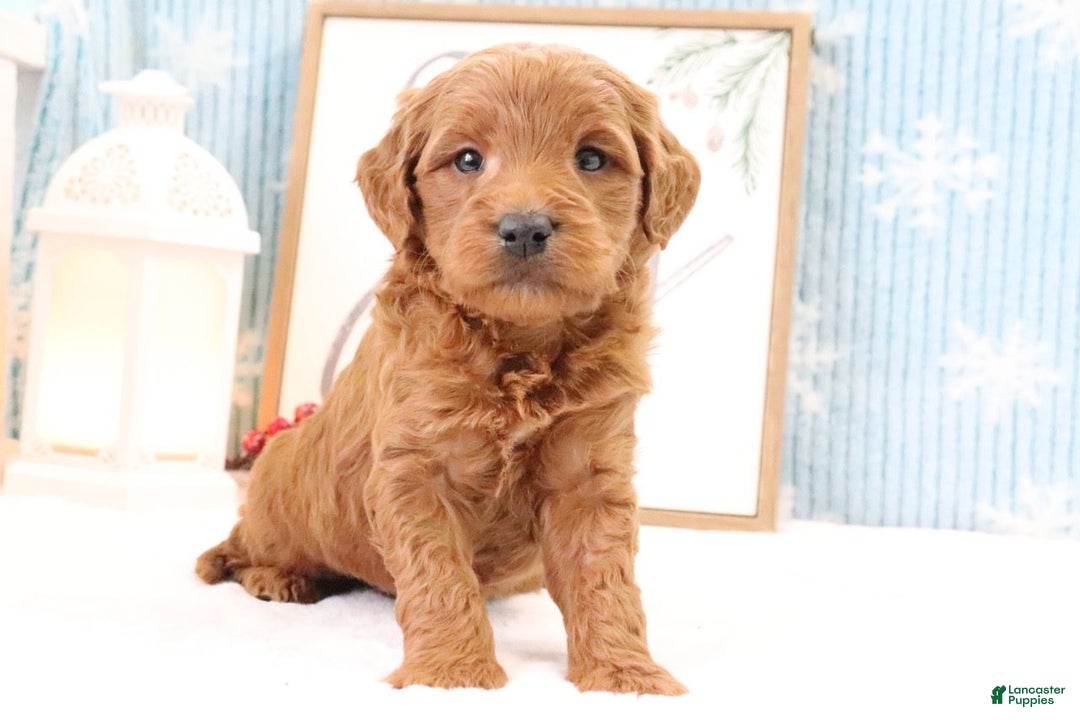 Mini Goldendoodle dogs for sale: Trevor - Ad 1