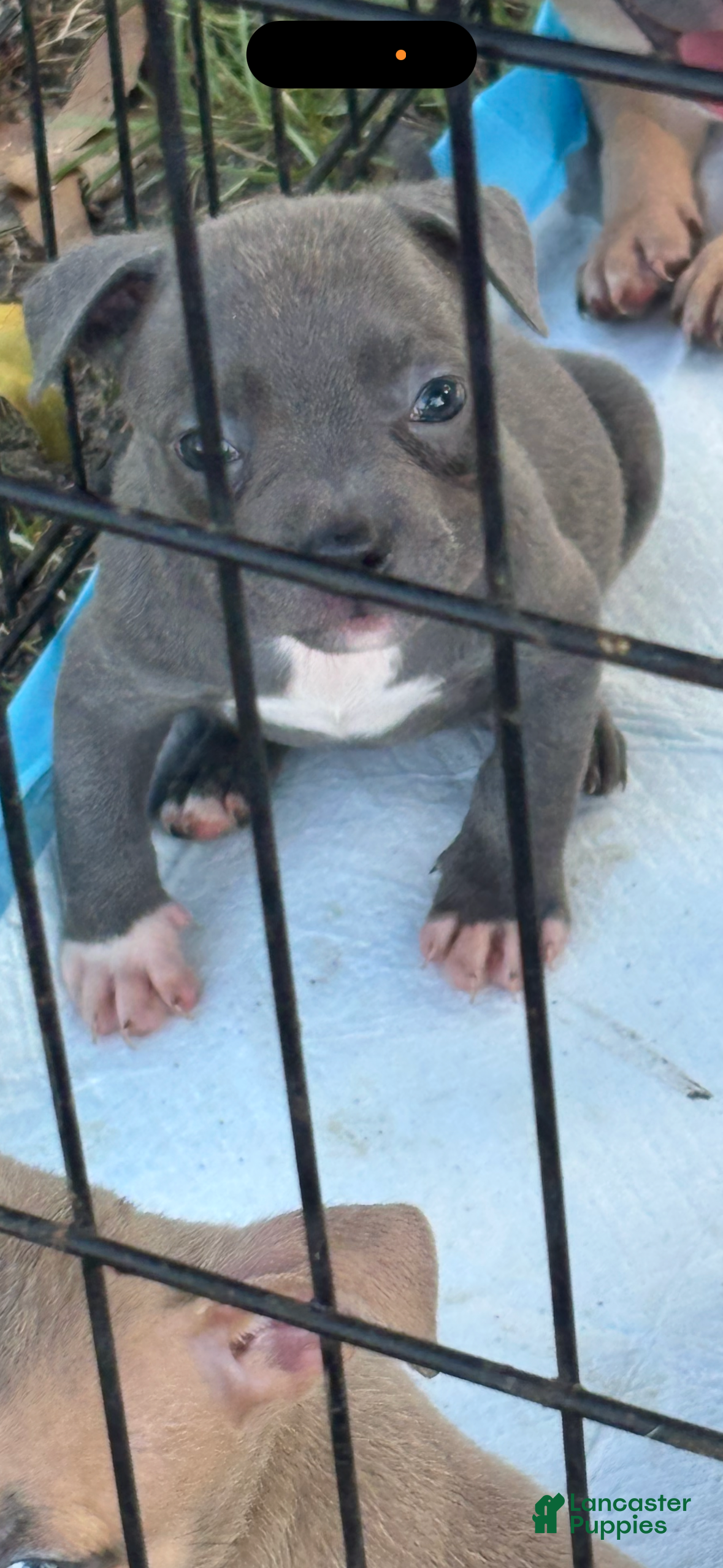 American Bully dogs American Bully 1 - Ad 38