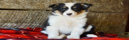 Mixed Breed dogs for sale: Cara - Ad 1