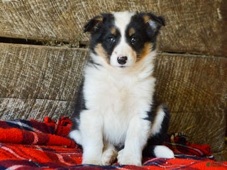 Mixed Breed dogs Cara - Ad 9