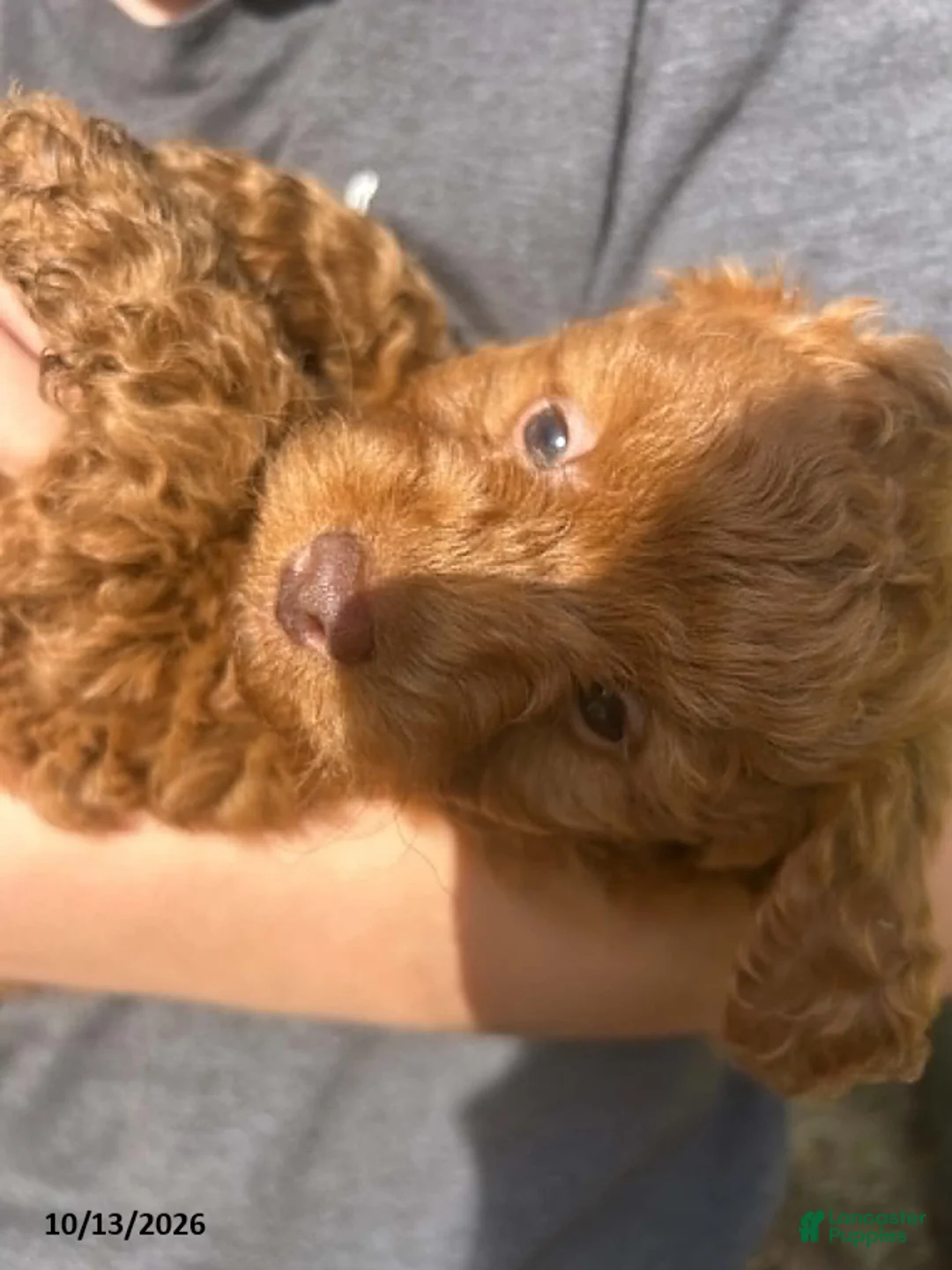 Cockapoo dogs for sale: Rover - Ad 2