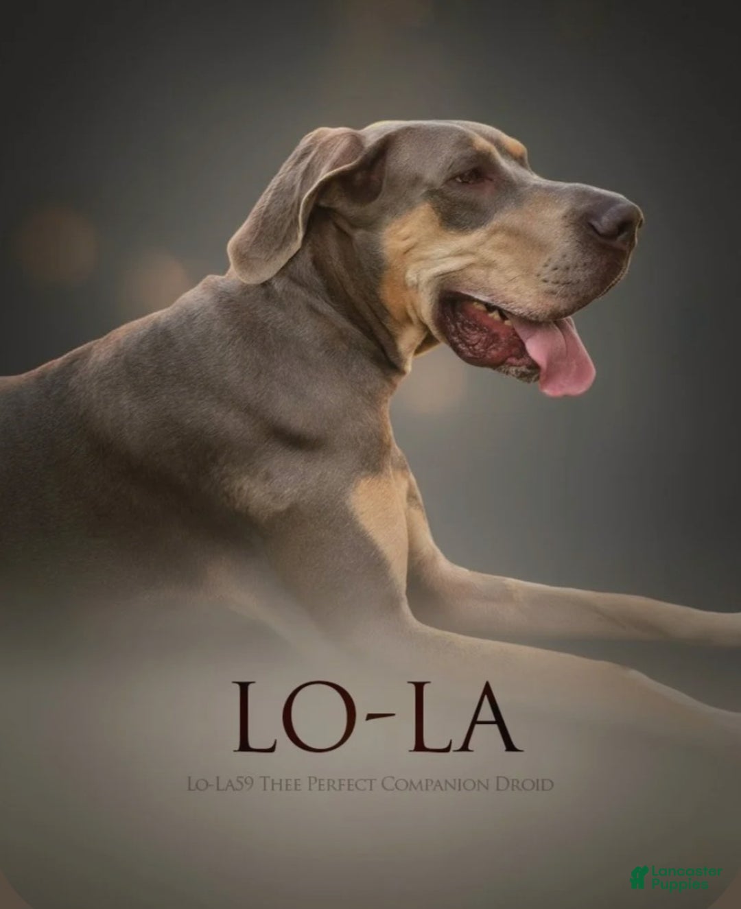 Great Dane dogs for sale: Great Dane Puppy 1 - Ad 8