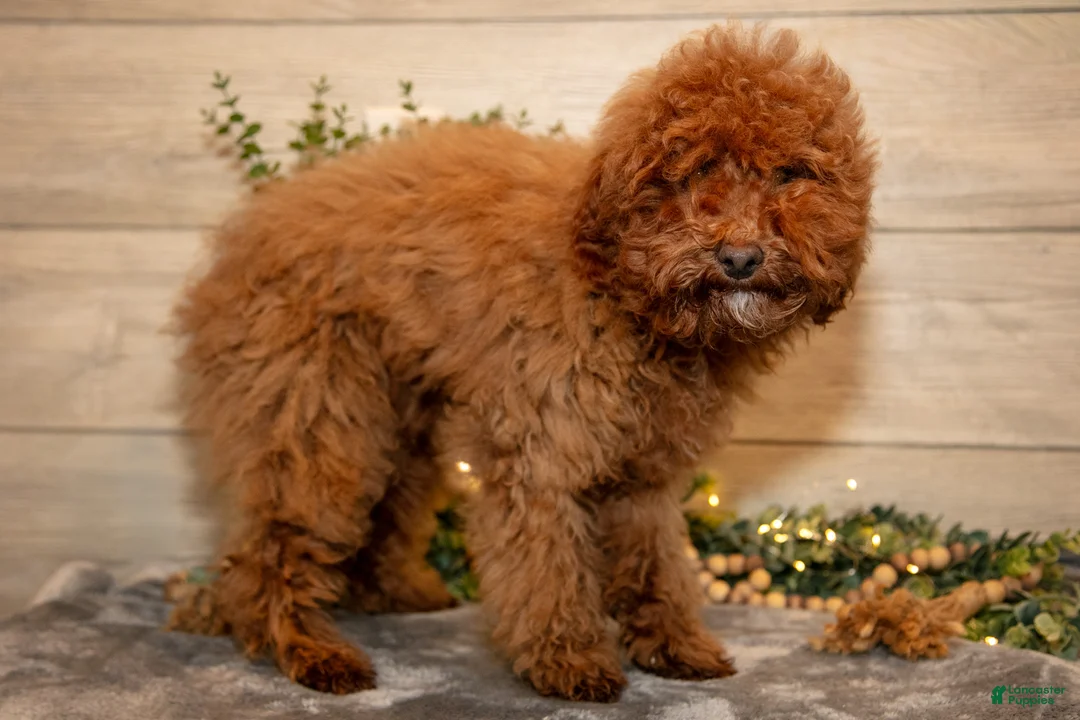 Mini Goldendoodle dogs for sale: Manny - Ad 3