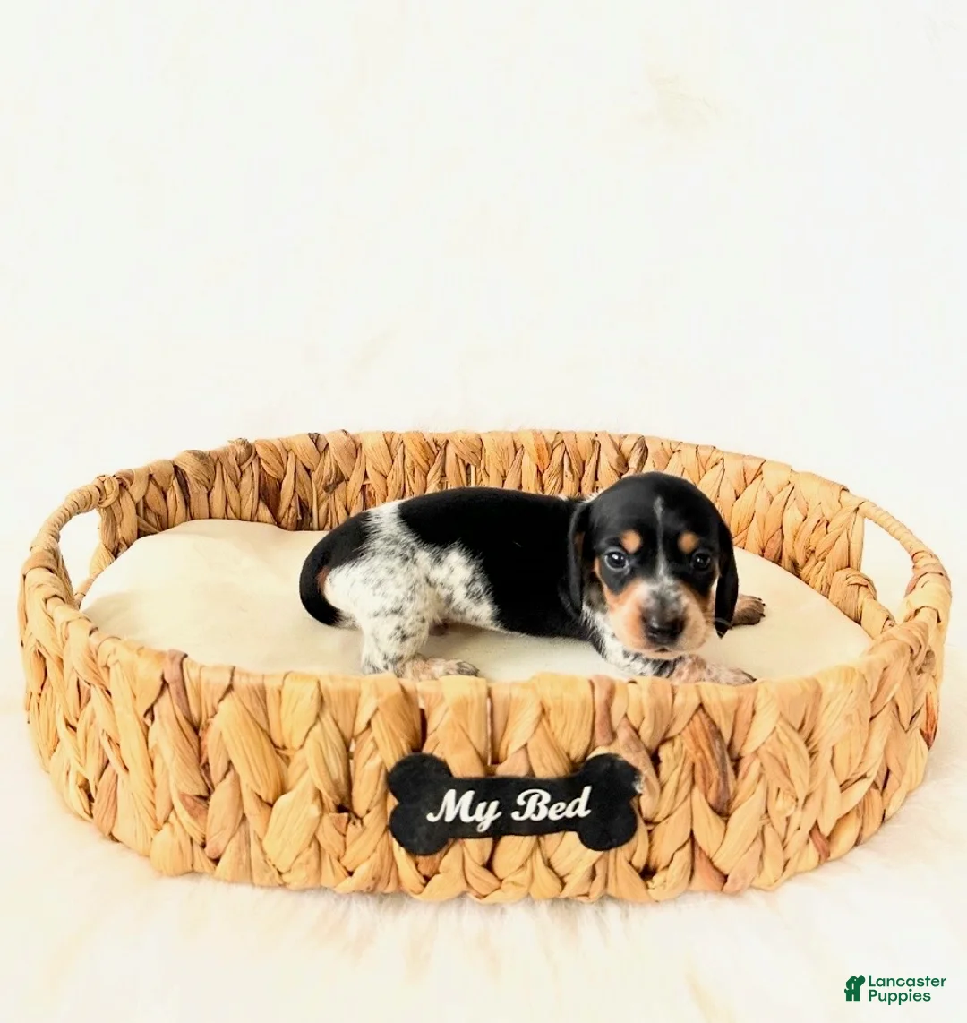 Miniature Dachshund dogs for sale: AKC Pepper - Ad 6