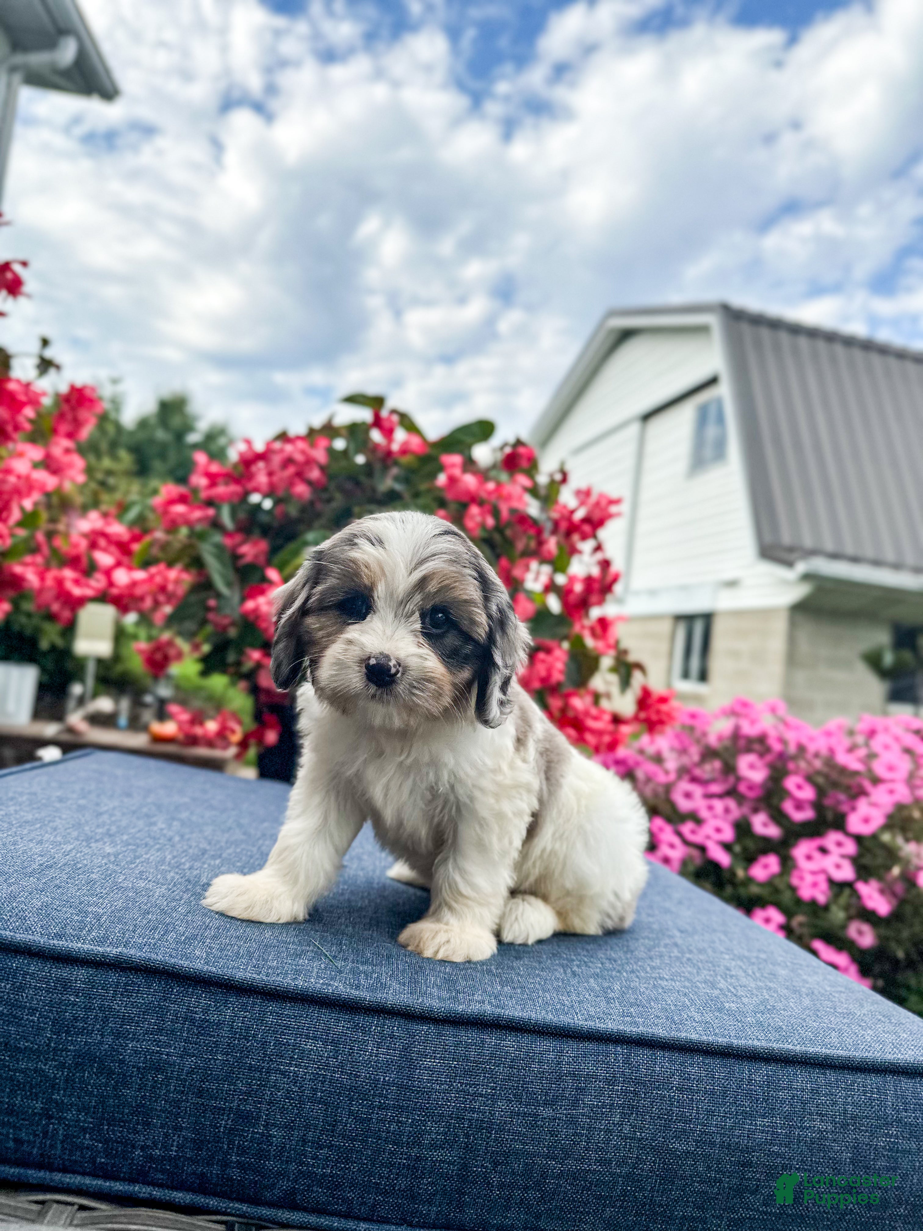 Cavapoo dogs for sale: Poppy - Ad 1